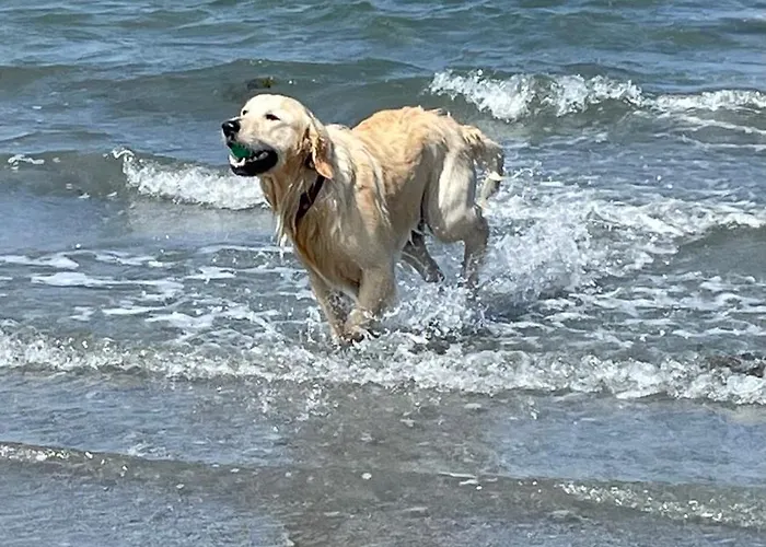 Seafield House Homestay